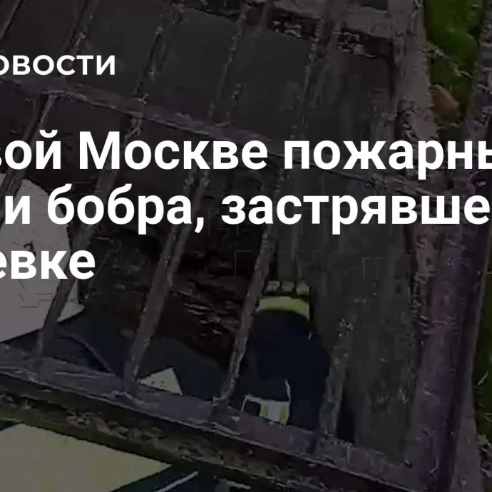 В Новой Москве пожарные спасли бобра, застрявшего в ливневке