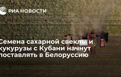 Семена сахарной свеклы и кукурузы с Кубани начнут поставлять в Белоруссию