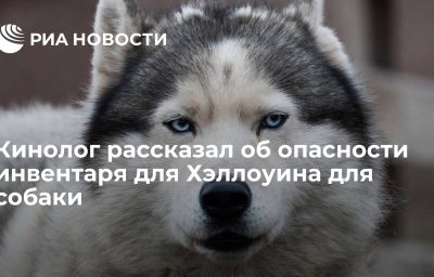 Кинолог рассказал об опасности инвентаря для Хэллоуина для собаки