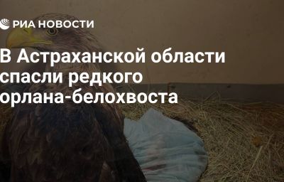 В Астраханской области спасли редкого орлана-белохвоста