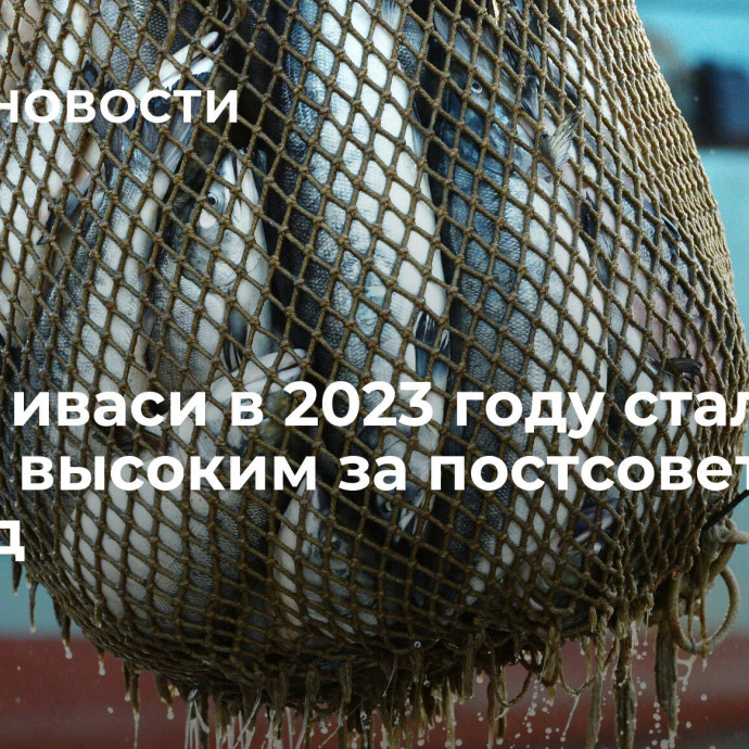 Вылов иваси в 2023 году стал самым высоким за постсоветский период