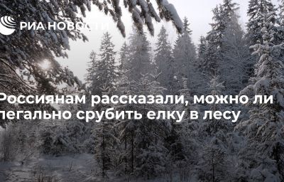 Россиянам рассказали, можно ли легально срубить елку в лесу