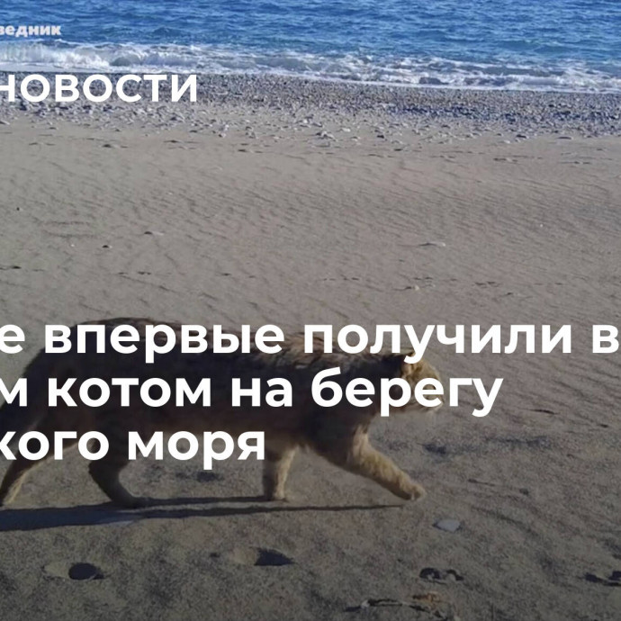 Ученые впервые получили видео с лесным котом на берегу Японского моря