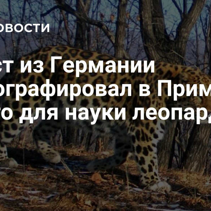 Турист из Германии сфотографировал в Приморье нового для науки леопарда