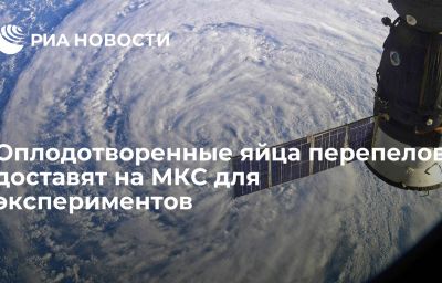 Оплодотворенные яйца перепелов доставят на МКС для экспериментов