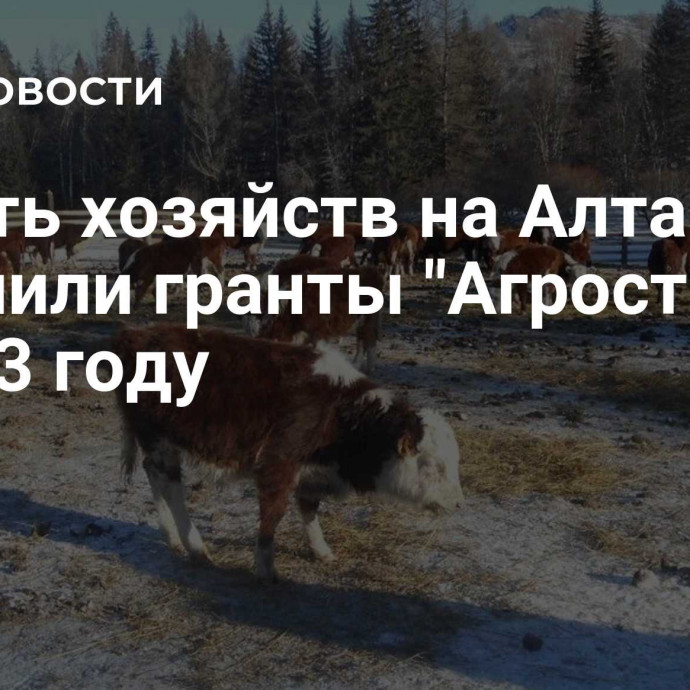 Девять хозяйств на Алтае получили гранты 