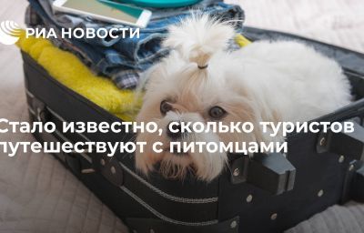 Стало известно, сколько туристов путешествуют с питомцами