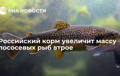 Российский корм увеличит массу лососевых рыб втрое