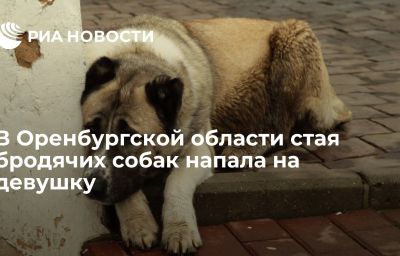 В Оренбургской области стая бродячих собак напала на девушку