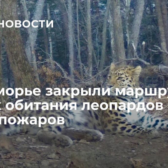 В Приморье закрыли маршрут в местах обитания леопардов из-за риска пожаров