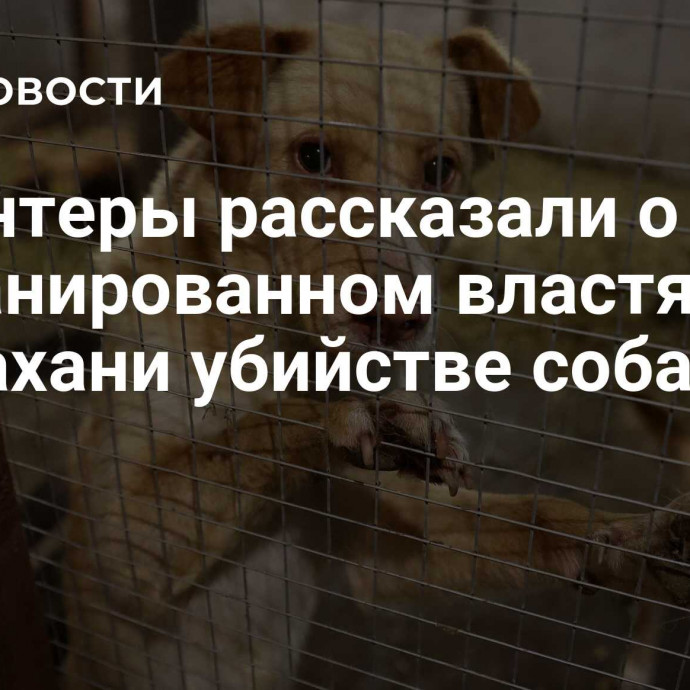 Волонтеры рассказали о запланированном властями Астрахани убийстве собак