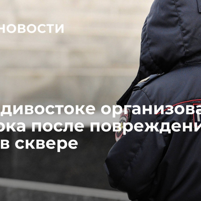 Во Владивостоке организована проверка после повреждения пихты в сквере