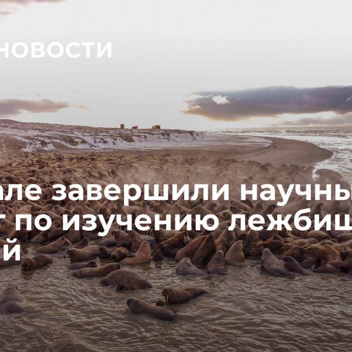 На Ямале завершили научный проект по изучению лежбища моржей