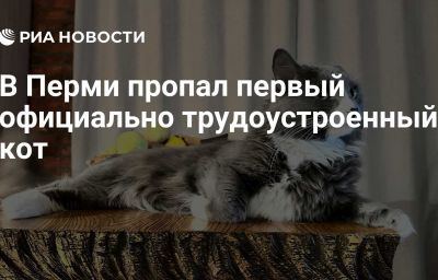 В Перми пропал первый официально трудоустроенный кот