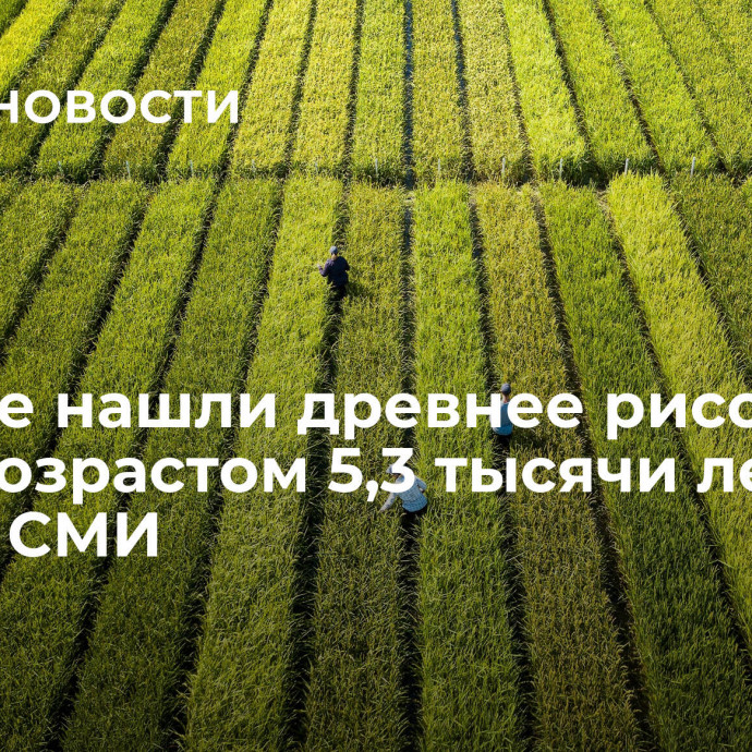 В Китае нашли древнее рисовое поле возрастом 5,3 тысячи лет, пишут СМИ