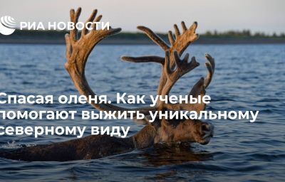 Спасая оленя. Как ученые помогают выжить уникальному северному виду