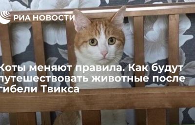 Коты меняют правила. Как будут путешествовать животные после гибели Твикса