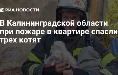 В Калининградской области при пожаре в квартире спасли трех котят