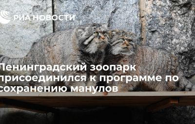 Ленинградский зоопарк присоединился к программе по сохранению манулов