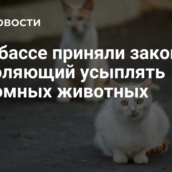 В Кузбассе приняли закон, позволяющий усыплять бездомных животных