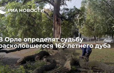 В Орле определят судьбу расколовшегося 162-летнего дуба