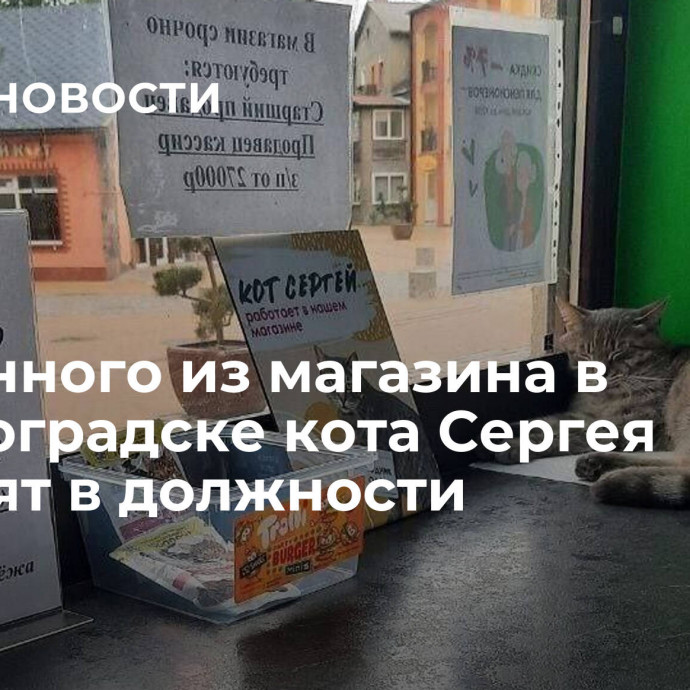 Уволенного из магазина в Зеленоградске кота Сергея повысят в должности