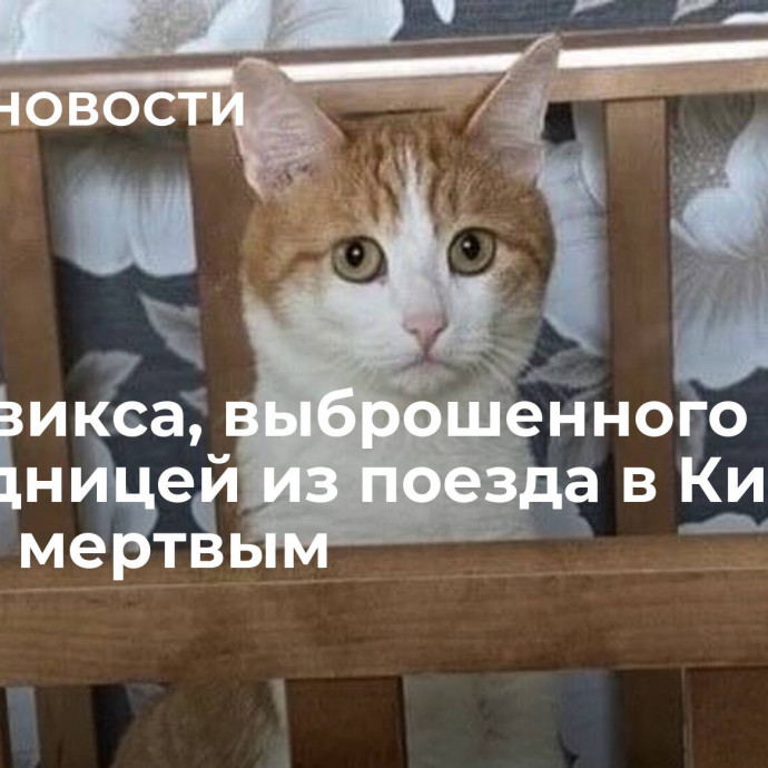 Кота Твикса, выброшенного проводницей из поезда в Кирове, нашли мертвым