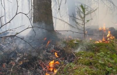 В Ростовской области возник новый лесной пожар