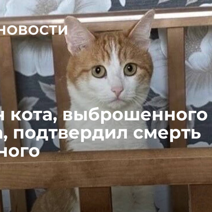 Хозяин кота, выброшенного из поезда, подтвердил смерть животного