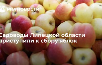 Садоводы Липецкой области приступили к сбору яблок
