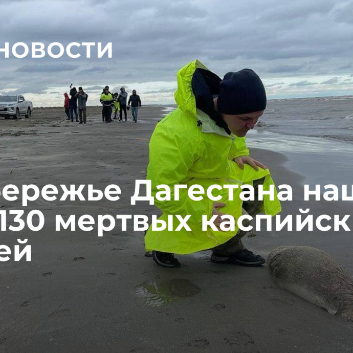 На побережье Дагестана нашли около 130 мертвых каспийских тюленей