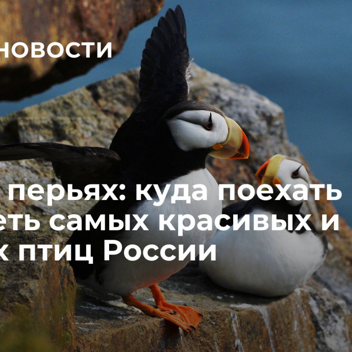 Чудо в перьях: куда поехать смотреть самых красивых и редких птиц России