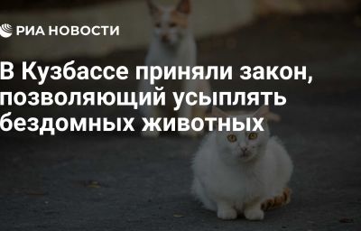 В Кузбассе приняли закон, позволяющий усыплять бездомных животных