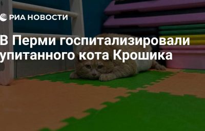 В Перми госпитализировали упитанного кота Крошика