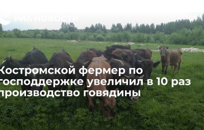 Костромской фермер по господдержке увеличил в 10 раз производство говядины