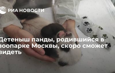 Детеныш панды, родившийся в зоопарке Москвы, скоро сможет видеть