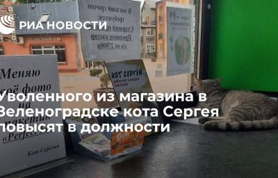 Уволенного из магазина в Зеленоградске кота Сергея повысят в должности