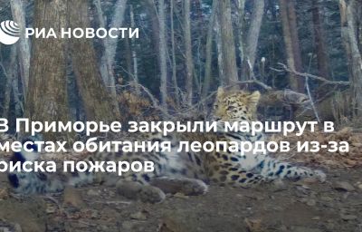 В Приморье закрыли маршрут в местах обитания леопардов из-за риска пожаров