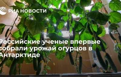 Российские ученые впервые собрали урожай огурцов в Антарктиде