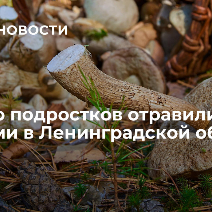 Пятеро подростков отравились грибами в Ленинградской области