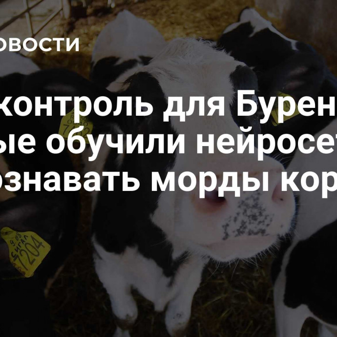 Фейсконтроль для Буренок. Ученые обучили нейросеть распознавать морды коров