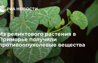 Из реликтового растения в Приморье получили противоопухолевые вещества