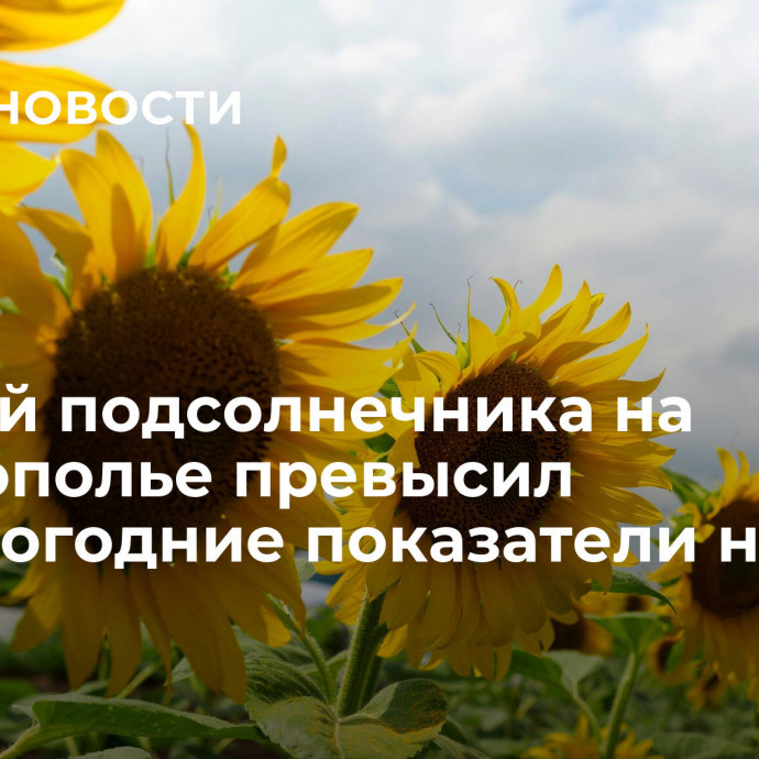 Урожай подсолнечника на Ставрополье превысил прошлогодние показатели на 21%