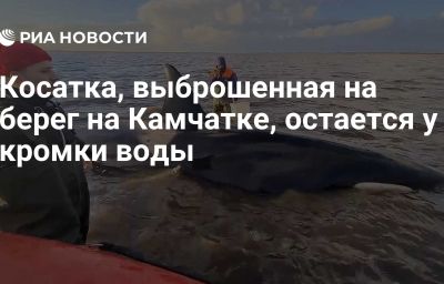 Косатка, выброшенная на берег на Камчатке, остается у кромки воды