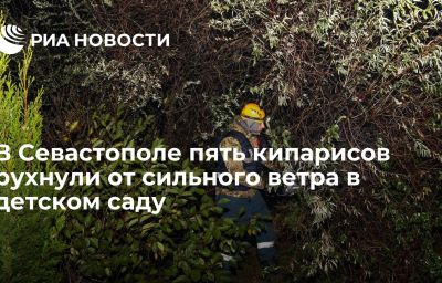 В Севастополе пять кипарисов рухнули от сильного ветра в детском саду