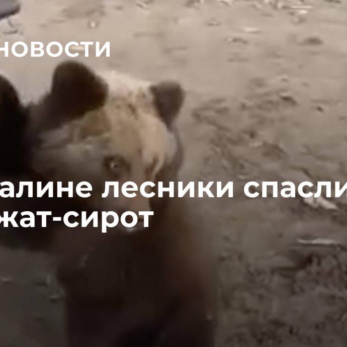На Сахалине лесники спасли двух медвежат-сирот