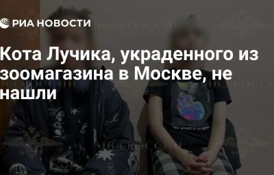 Кота Лучика, украденного из зоомагазина в Москве, не нашли