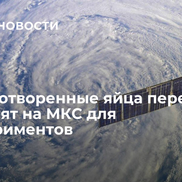 Оплодотворенные яйца перепелов доставят на МКС для экспериментов