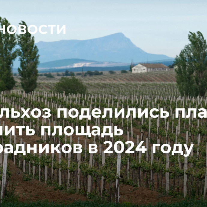 Минсельхоз поделились планами увеличить площадь виноградников в 2024 году