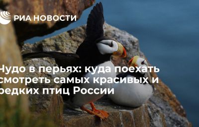 Чудо в перьях: куда поехать смотреть самых красивых и редких птиц России